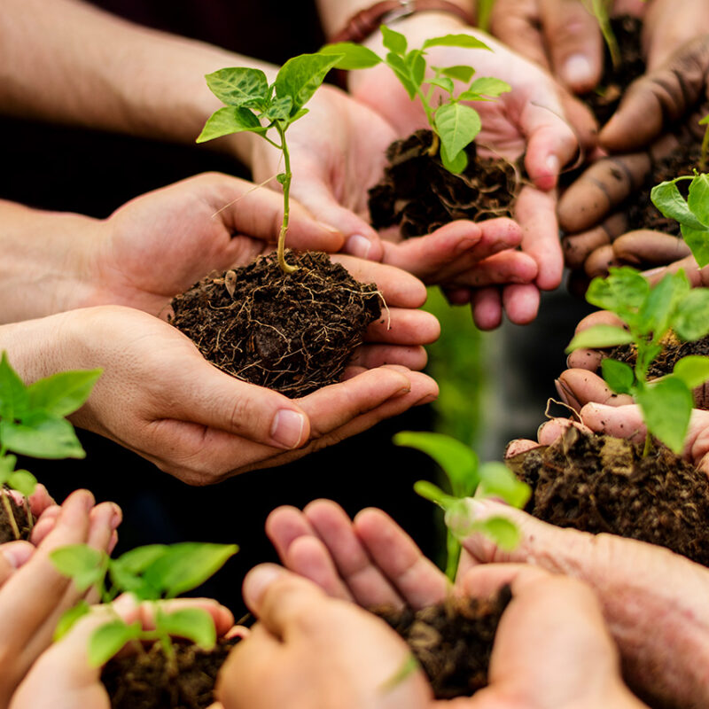 group of hands holding plants to show sustainability in manufacturing